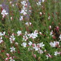 Gaura lindheimeri 'Whirling Butterflies' Lubera