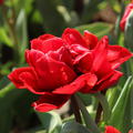 Gef�llte Tulpe 'Red Princess', 'Tulipa Red Princess'