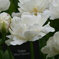 gef�llte Tulpe 'Mount Tacoma'