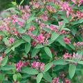 Geissblatt Heckenkirsche 'Hacks Red' Lonicera tatarica 'Hacks Red' 