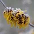 Zaubernuss, Hamamelis intermedia 'Barmstedt's Gold'
