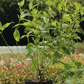 Cornus stolonifera 'Flaviramea' Gelbholz-Hartriegel 'Flaviramea'