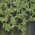 Hedera helix 'Little Diamond', Gemeiner Efeu