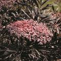 Sambucus nigra 'Black Lace'� Geschlitztbl�ttriger Holunder