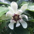 Gew�rzstrauch 'Venus' (Calycanthus floridus 'Venus')