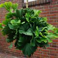 Ginkgo Baum Hochstamm 'Troll', Ginkgo biloba 'Troll'