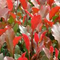 Glanzmispel 'Corallina'� Photinia fraseri 'Corallina'�