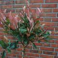 Glanzmispel Hochstamm 'Little Red Robin', Photinia fraseri 'Little Red Robin'