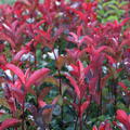 Glanzmispel 'Red Robin' (Photinia fraseri)