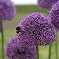 Grossbl�tiger Zierlauch 'Gladiator' (Allium 'Gladiator)