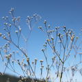 Gypsophila paniculata 'Schneeflocke'