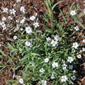 Gypsophila repens 'Filou White'