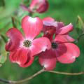 Hatriegel Blumenhatriegel 'Rubra'