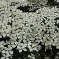 Cornus kousa chinensis Wieting's Select