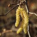 Haselnuss 'Corabel', Corylus avellana