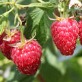 Herbsthimbeere Schlaraffia� Plentiful