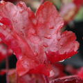 Heuchera x micrantha 'Peach Flambe'