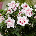 Hibiskus, Eibisch 'Starburst Chiffon'� (Hibiscus syriacus 'Starburst Chiffon'�)