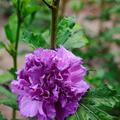 HIBISCUS syriacus FRENCH CABARET� PURPLE