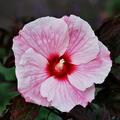 Hibiscus moscheutos 'Kopper King', Staudenhibiskus, Sumpfeibisch, Riesenhibiskus, Staude, Hibiskus