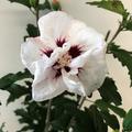 Hibiskus 'Speciosus' Hibiscus syriacus 'Speciosus'