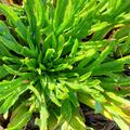 Hirschhornwegerich Erba Stella Plantago coronopus
