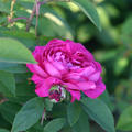 Historische Rose Charles de Mills