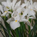 Iris hollandica 'Alaska'�