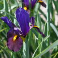 Iris hollandica 'Tigereye'�