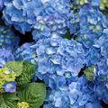 Hortensie Ballhortensie 'Bela' Hydrangea macrophylla 'Bela'