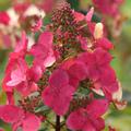 Rispenhortensie Hydrangeasy 'Red Chic'� (Hydrangea paniculata 'Red Chic'�)