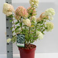 Hydrangea paniculata 'Little Lime' im 5l Topf