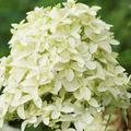 Rispenhortensie Hydrangeasy 'Earlygreen'� (Hydrangea paniculata 'Earlygreen'�)