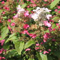 Rispenhortensie Hydrangeasy 'Red Starlets'� (Hydrangea paniculata 'Red Starlets'�)