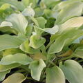 Funkie, Hosta plantaginea 'Honeybells', Funkien