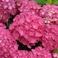 Ballhortensie 'Sch�ne Bautznerin' Hydrangea macrophylla 'Sch�ne Bautznerin'