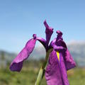 Iris ensata