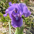 Iris Banbury Ruffles