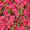 Japanische Azalee 'Anouk'