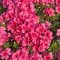 Japanische Azalee 'Diamant Rot' Rhododendron obtusum 'Diamant Rot'