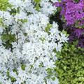 Japanische Azalee 'Diamant Weiss' Rhododendron obtusum 'Diamant Weiss'