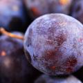 Japanische Pflaume 'Blue Night' Prunus salicina 'Blue Night'