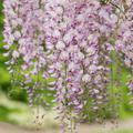 Japanischer Blauregen 'Pink Ice', Wisteria floribunda