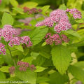 Japanischer Spierstrauch 'Double Play Big Bang'� (Spiraea japonica)