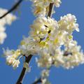 Kanadischer Judasbaum 'Texas White, Cercis canadensis 'Texas White'
