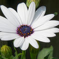 Kapk�rbchen, Kapmargerite Weiss, Osteospermum ecklonis