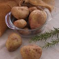 Kartoffel Revoluzzer� 'Simsalata'�, Solanum tuberosum