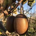 Kiwi Minkigold Lubera