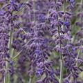 Perovskia 'Blue Little Spire' 