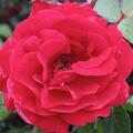 Kletterrose 'Sympathie'�